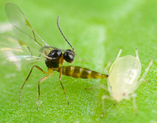 Aphidius colemani