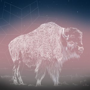 Morning Bull 2024