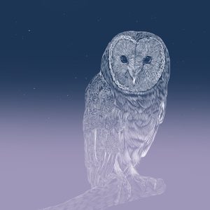 Owl 2024